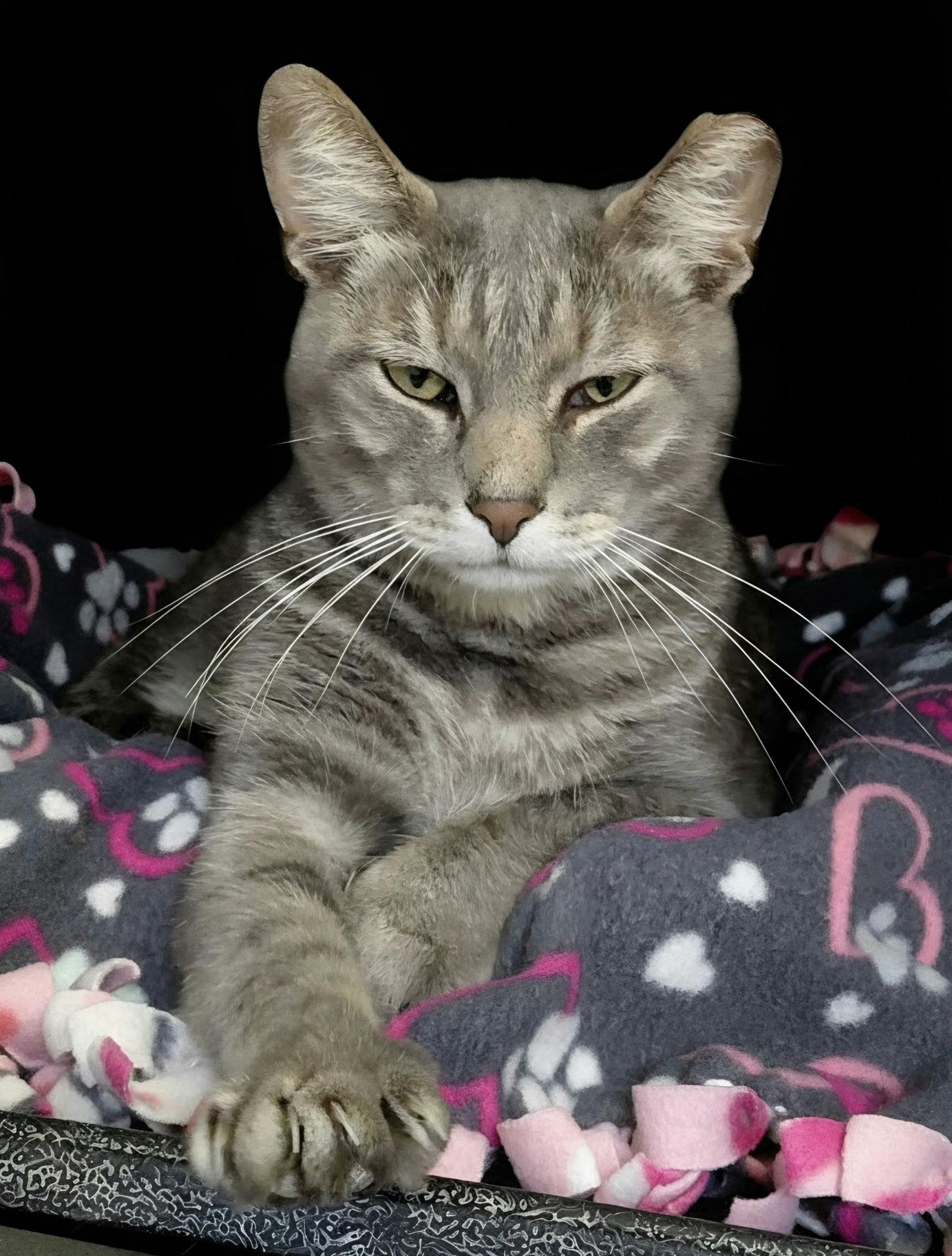 Enlarge Millie (bonded with Vern), a Adoptable Domestic Short Hair in Montello, WI image 3/3