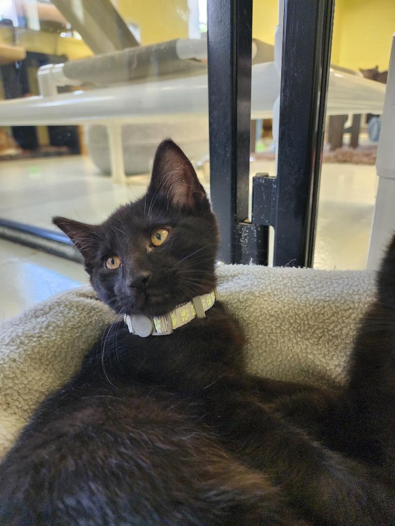 Jalapeno, Adopted, Young Male Domestic Short Hair.
