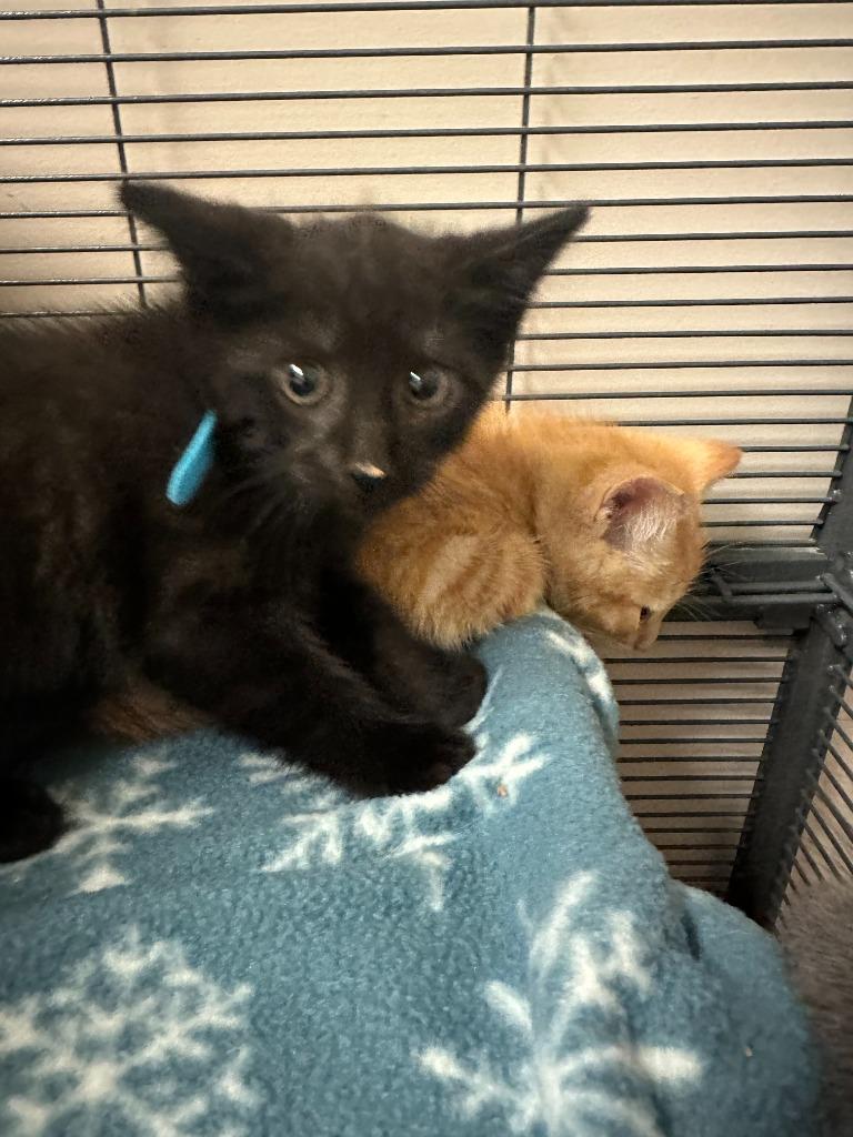 Enlarge Jalapeno, a Adopted mixed breed in Blountville, TN image 2/2