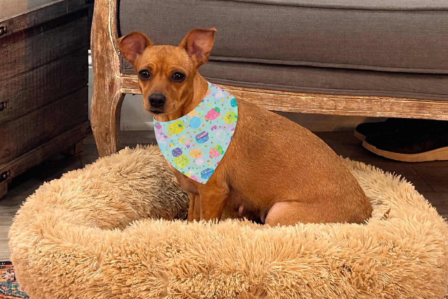 Enlarge Camille, a ADOPTABLE Chihuahua in Heiskell, TN image 3/4