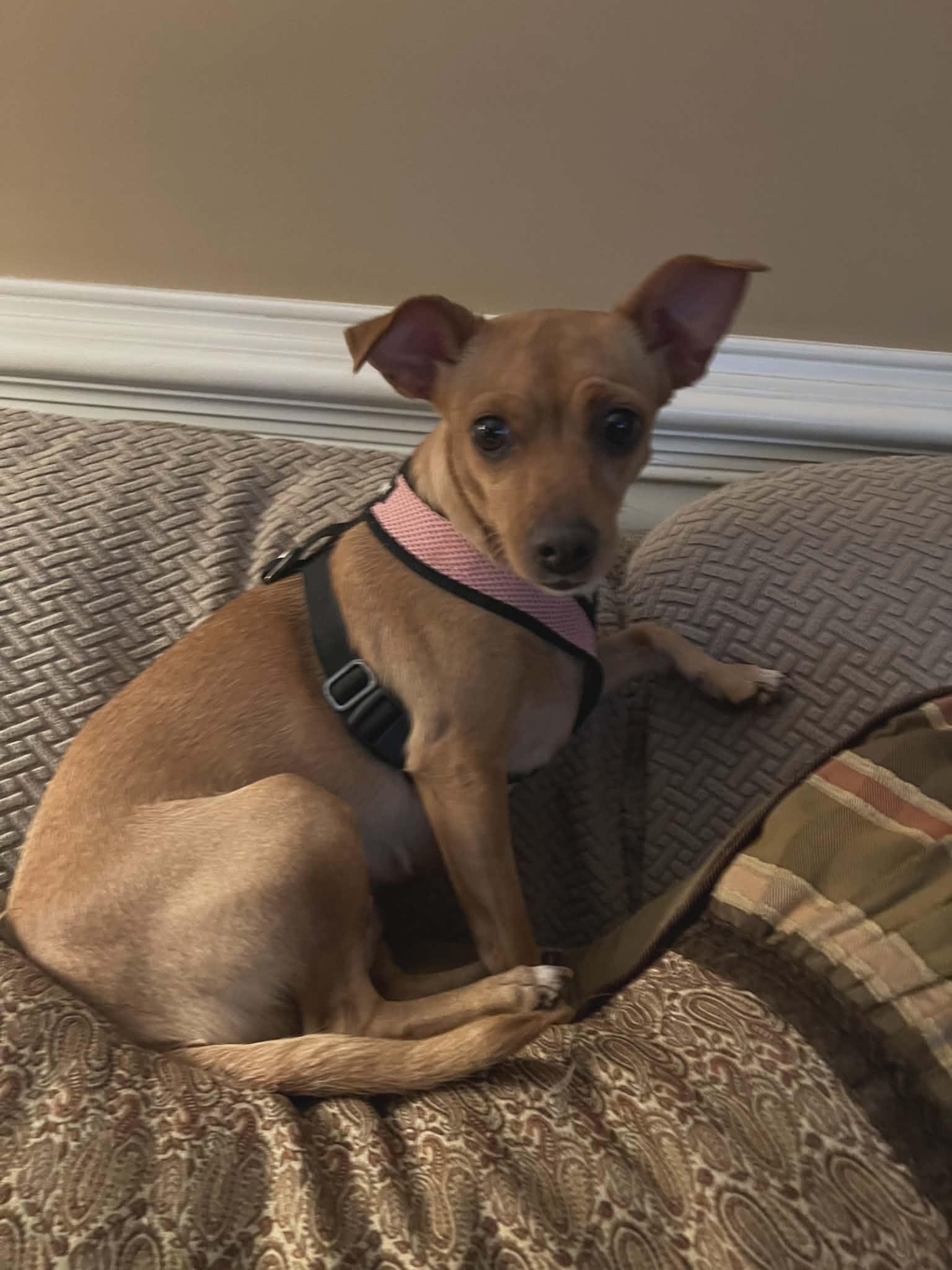 Enlarge Camille, a ADOPTABLE Chihuahua in Heiskell, TN image 1/4