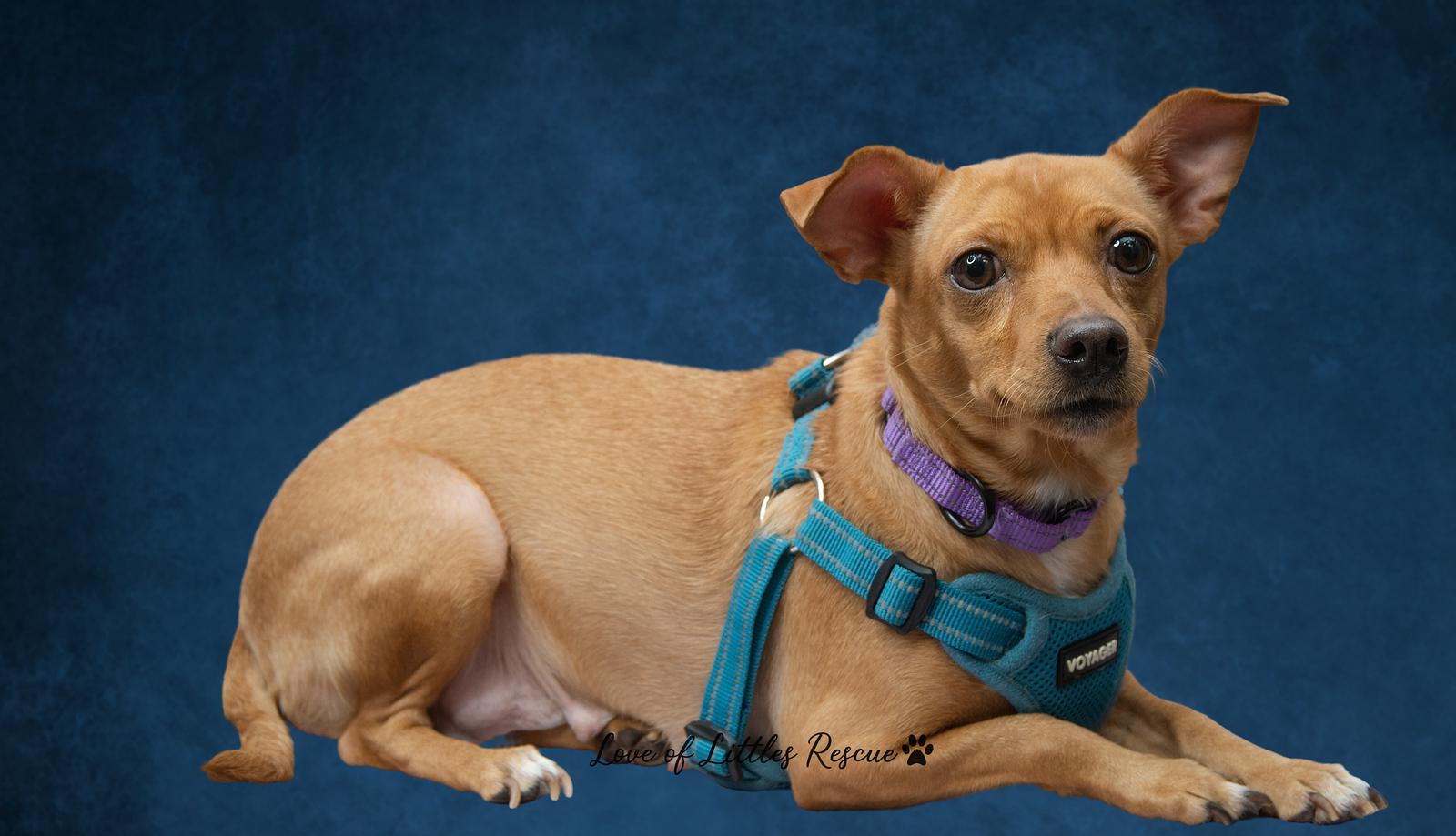 Enlarge Camille, a ADOPTABLE Chihuahua in Heiskell, TN image 2/4