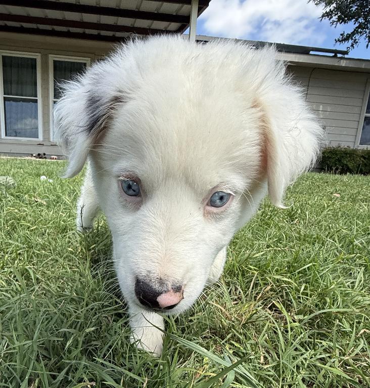 Hutch (DM), a Adoptable Australian Shepherd in Arlington, TX image 1/6