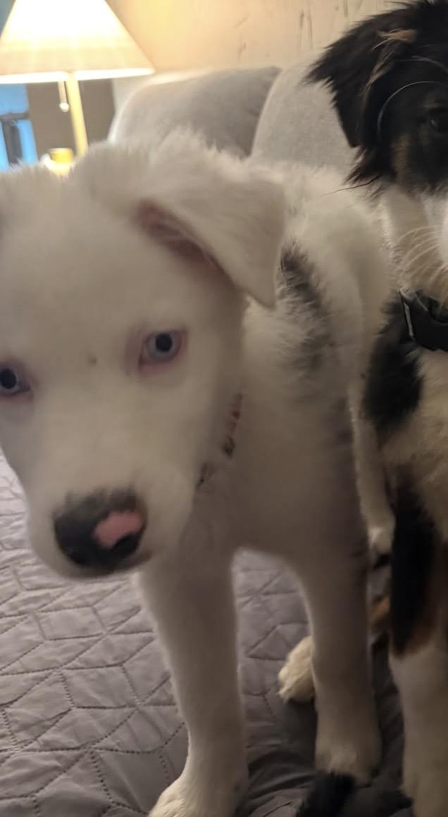 Enlarge Hutch (DM), a Adoptable Australian Shepherd in Arlington, TX image 1/6