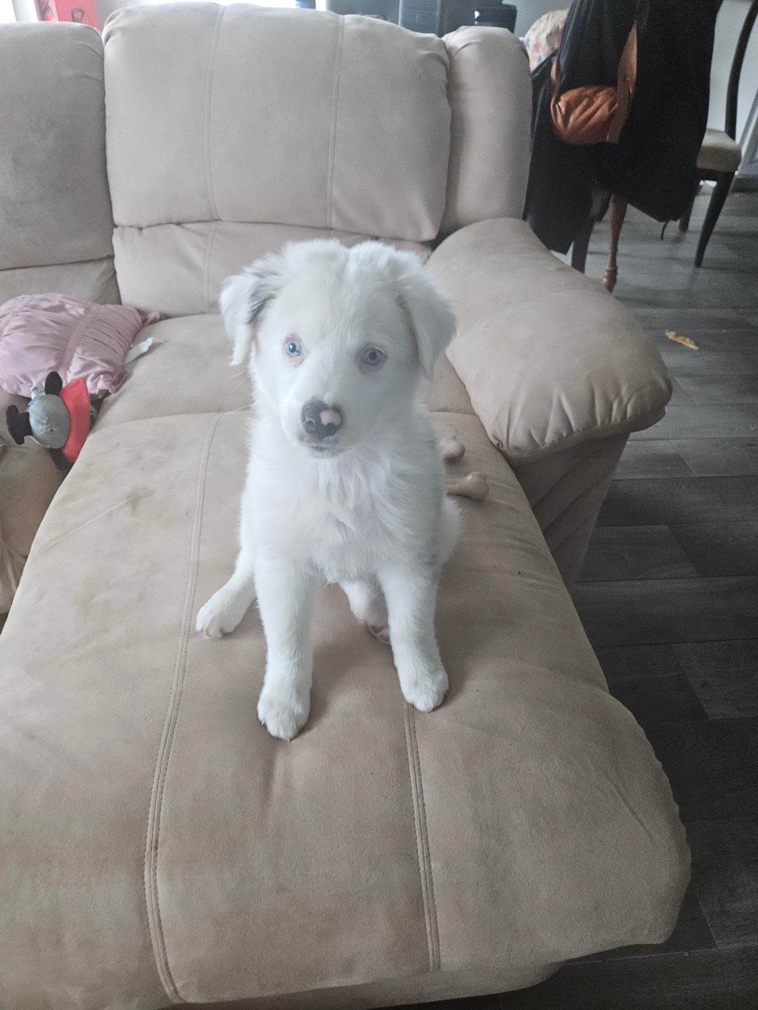 Enlarge Hutch (DM), a Adoptable Australian Shepherd in Arlington, TX image 3/6