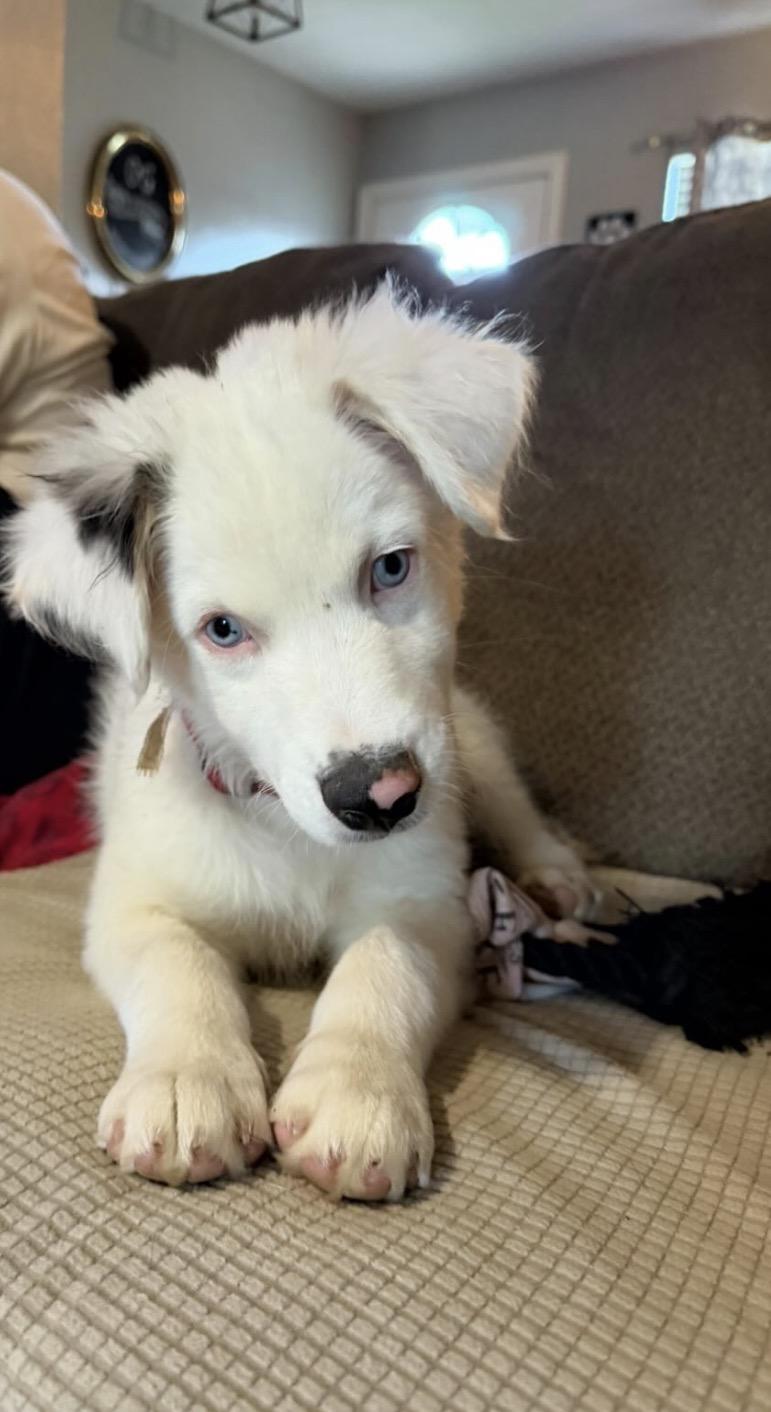 Enlarge Hutch (DM), a Adoptable Australian Shepherd in Arlington, TX image 6/6