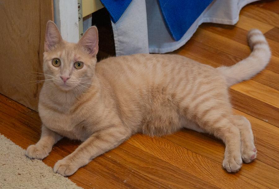 Enlarge Tyler, a ADOPTABLE Domestic Short Hair in Paramus, NJ image 3/4