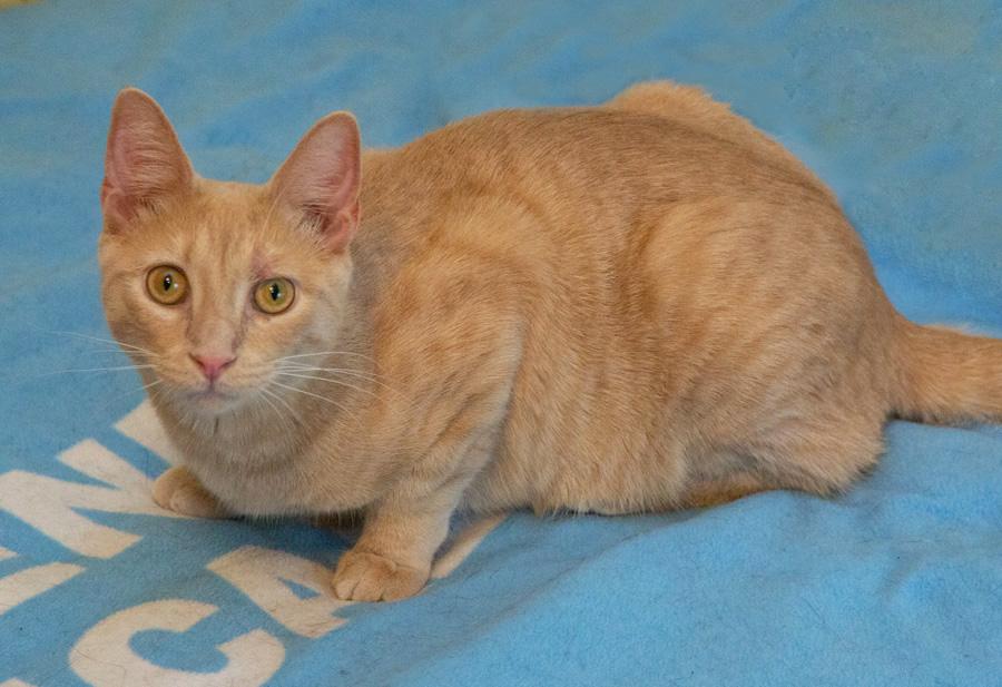 Enlarge Tyler, a ADOPTABLE Domestic Short Hair in Paramus, NJ image 4/4