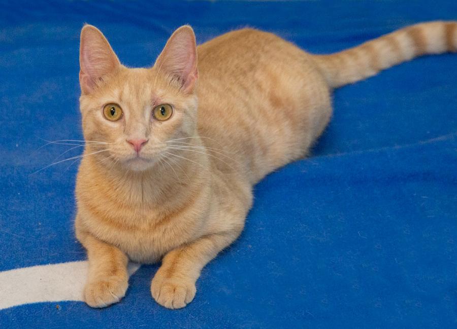 Tyler, ADOPTABLE, Young Male Domestic Short Hair.