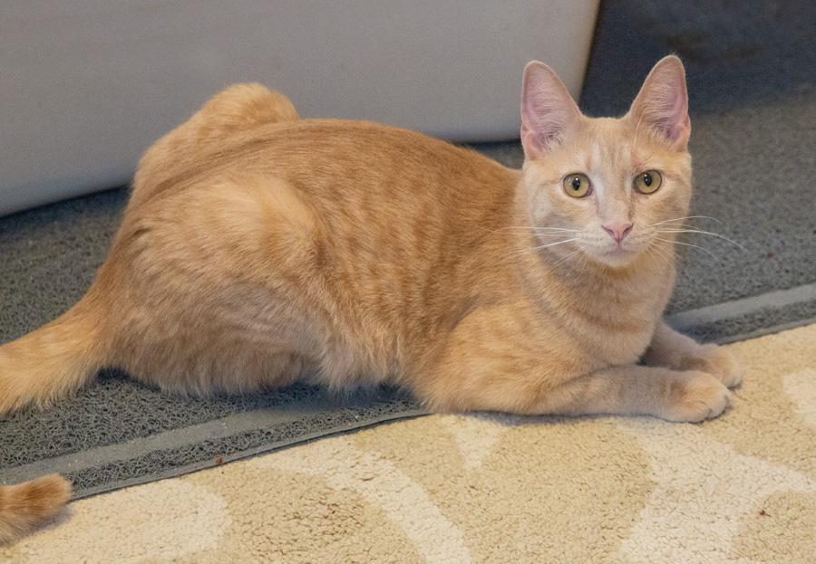 Enlarge Tyler, a ADOPTABLE Domestic Short Hair in Paramus, NJ image 2/4