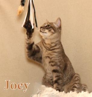 Joey - polydactyl!