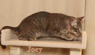 Enlarge Joey - polydactyl!, a Adoptable Domestic Short Hair in Houston, TX image 4/6