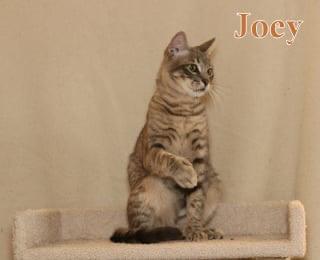 Joey - polydactyl!