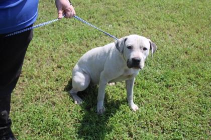 Enlarge Abbi, a Adopted mixed breed in Kenansville, NC image 1/3