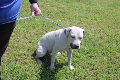 Enlarge Abbi, a Adopted mixed breed in Kenansville, NC image 2/3