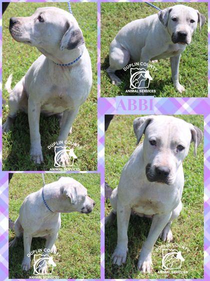 Enlarge Abbi, a Adopted mixed breed in Kenansville, NC image 3/3