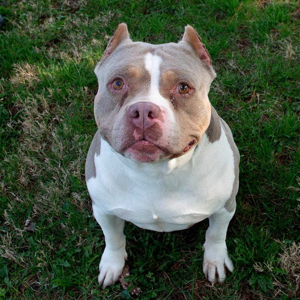 Kane, Adoptable, Adult Male Pit Bull Terrier.