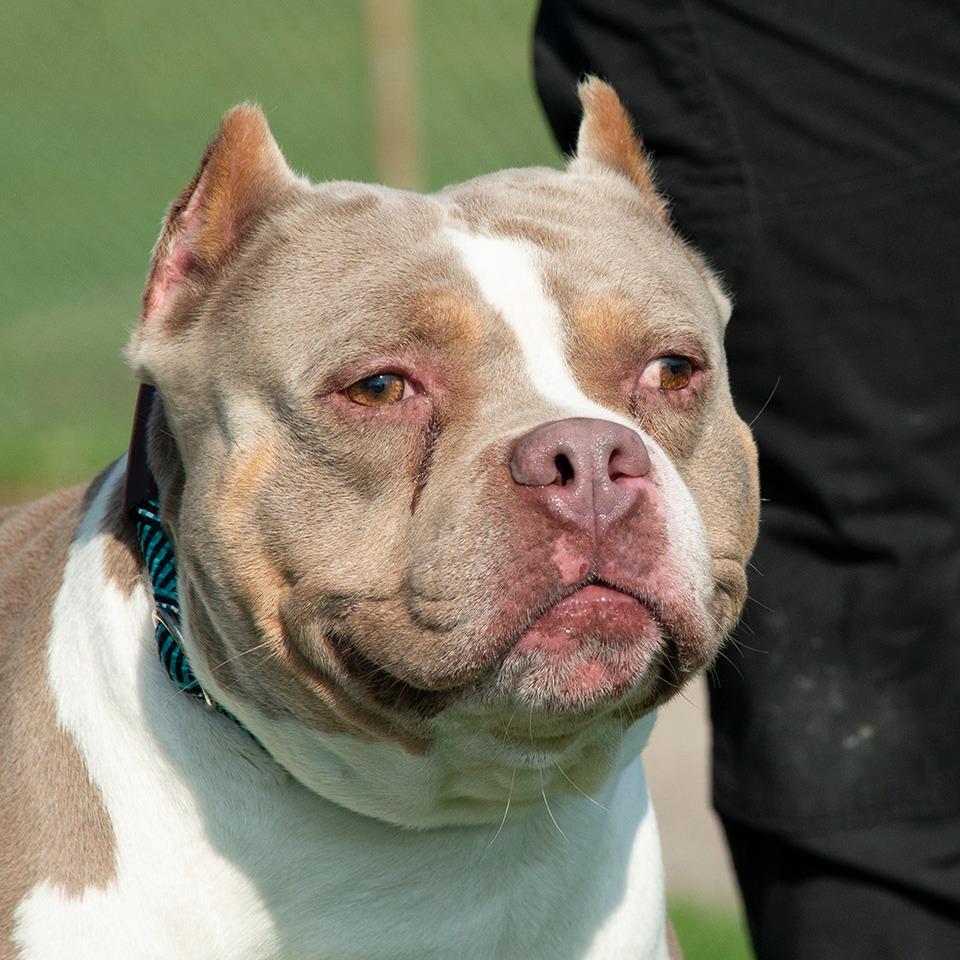 Enlarge Kane, a Adoptable Pit Bull Terrier in Troy, OH image 2/3