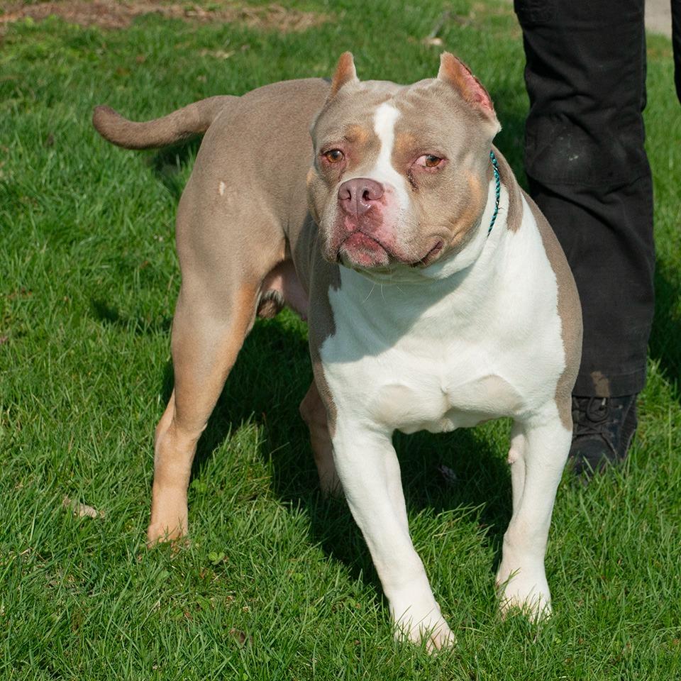 Enlarge Kane, a Adoptable Pit Bull Terrier in Troy, OH image 3/3