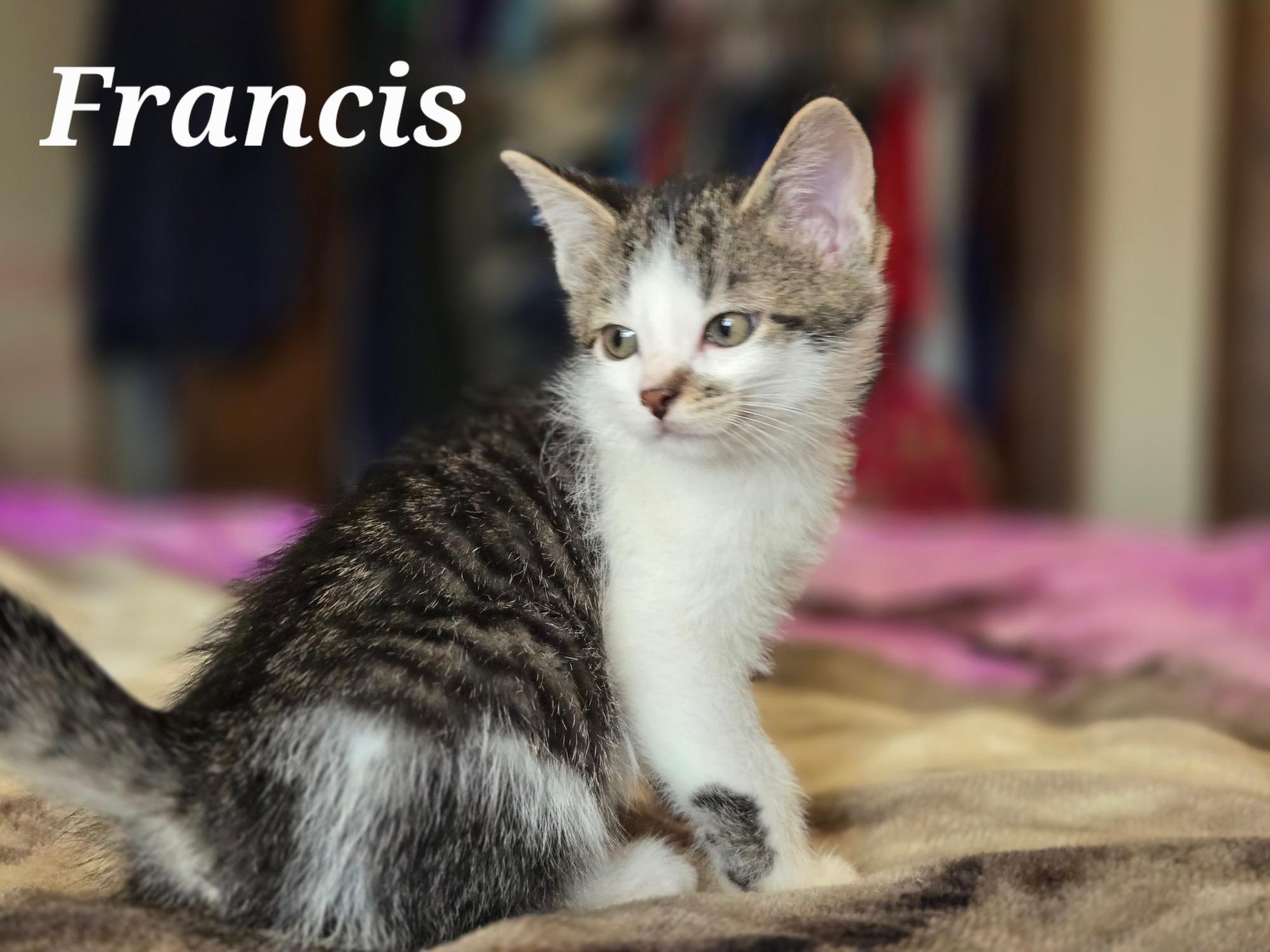 FRANCIS, ADOPTABLE, Kitten Male Domestic Short Hair.