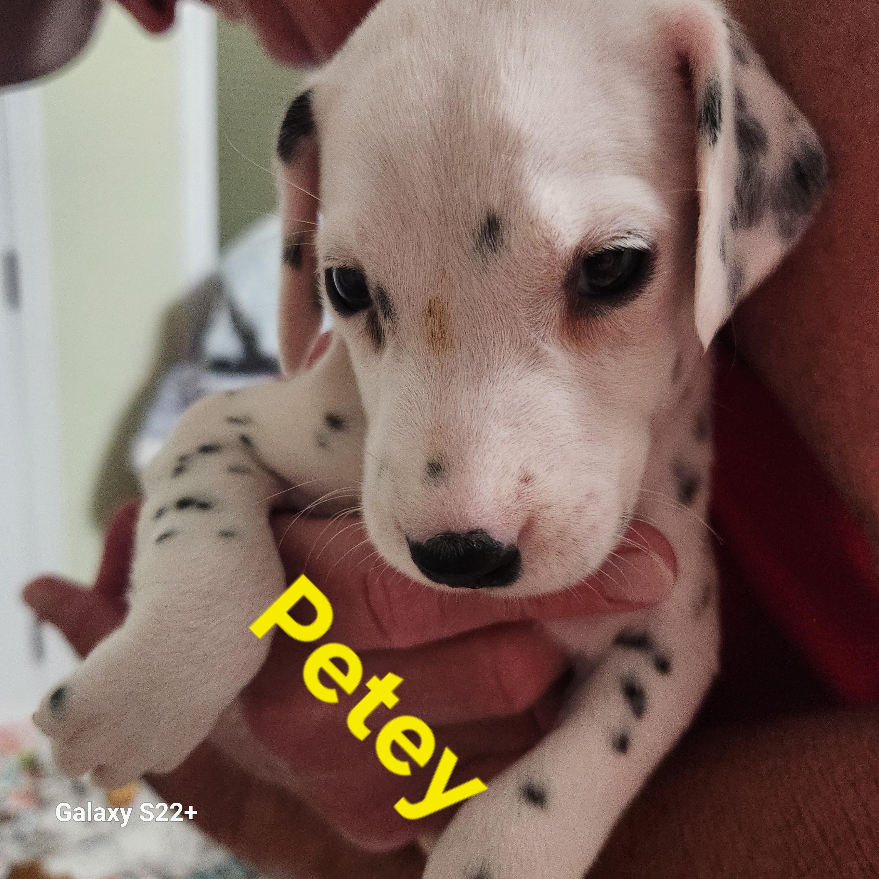 Enlarge Petey, a Adoptable Dalmatian in North Augusta, SC image 2/3