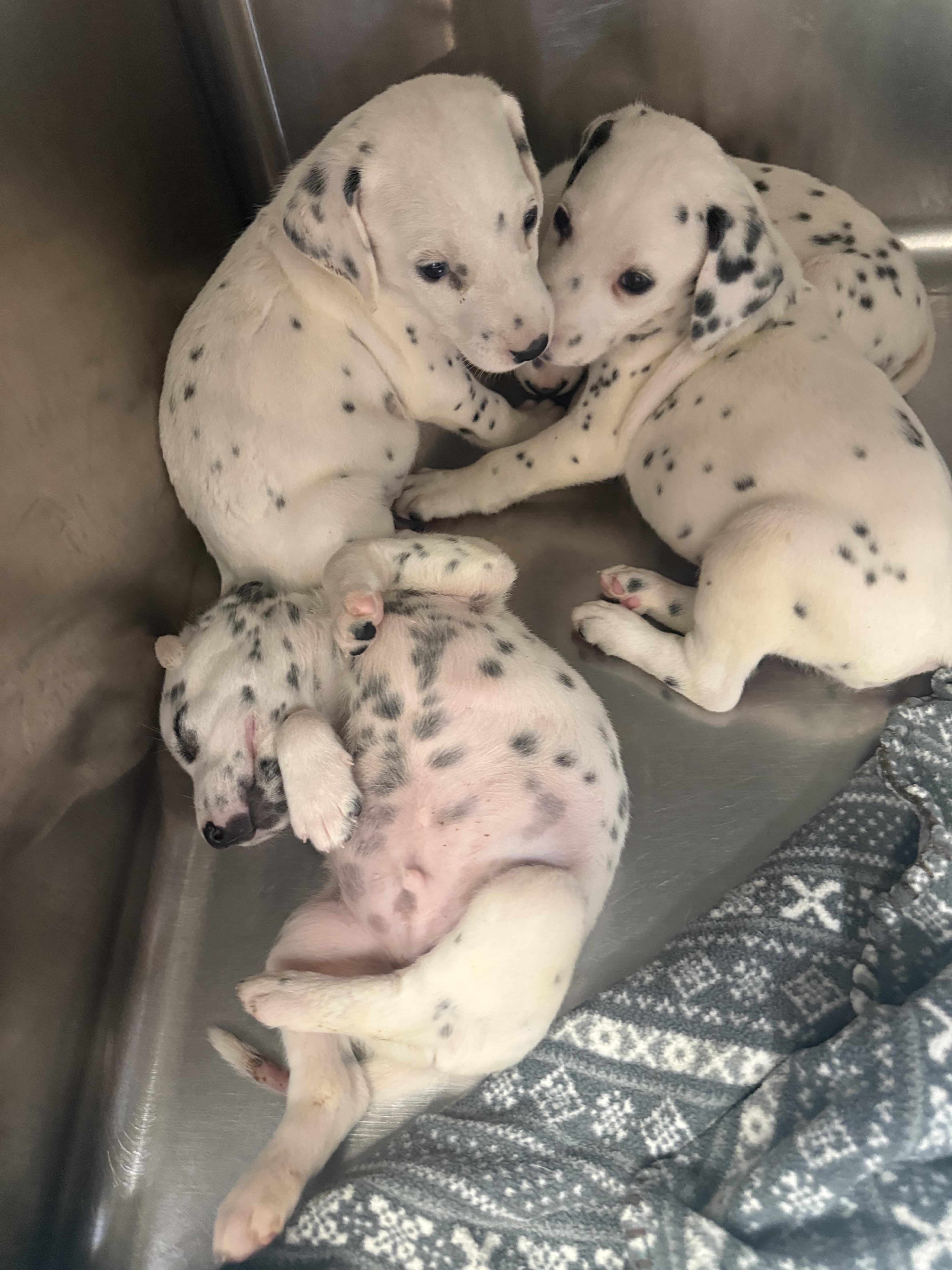 Enlarge Petey, a Adoptable Dalmatian in North Augusta, SC image 3/3