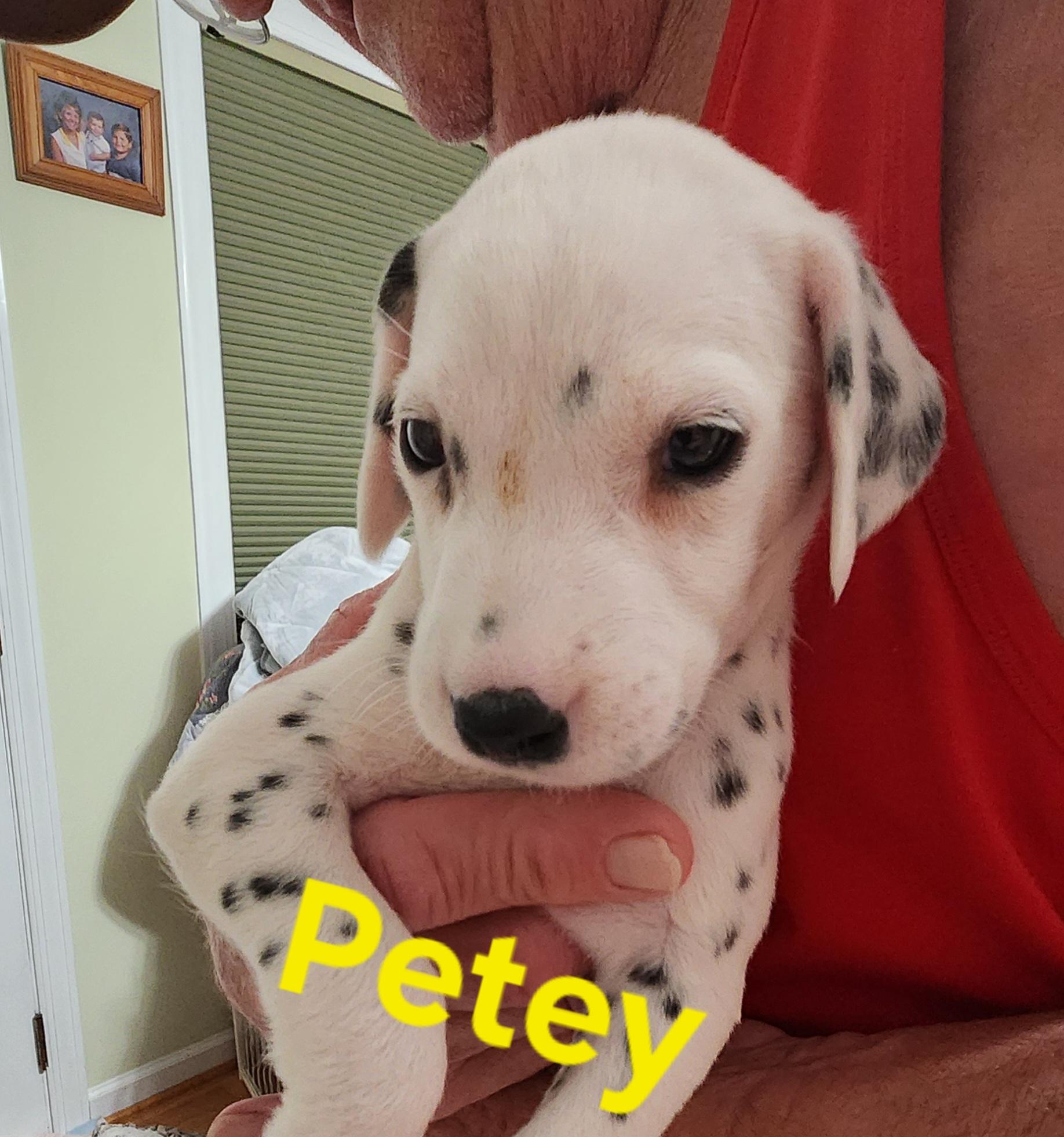 Petey, Adoptable, Puppy Male Dalmatian.