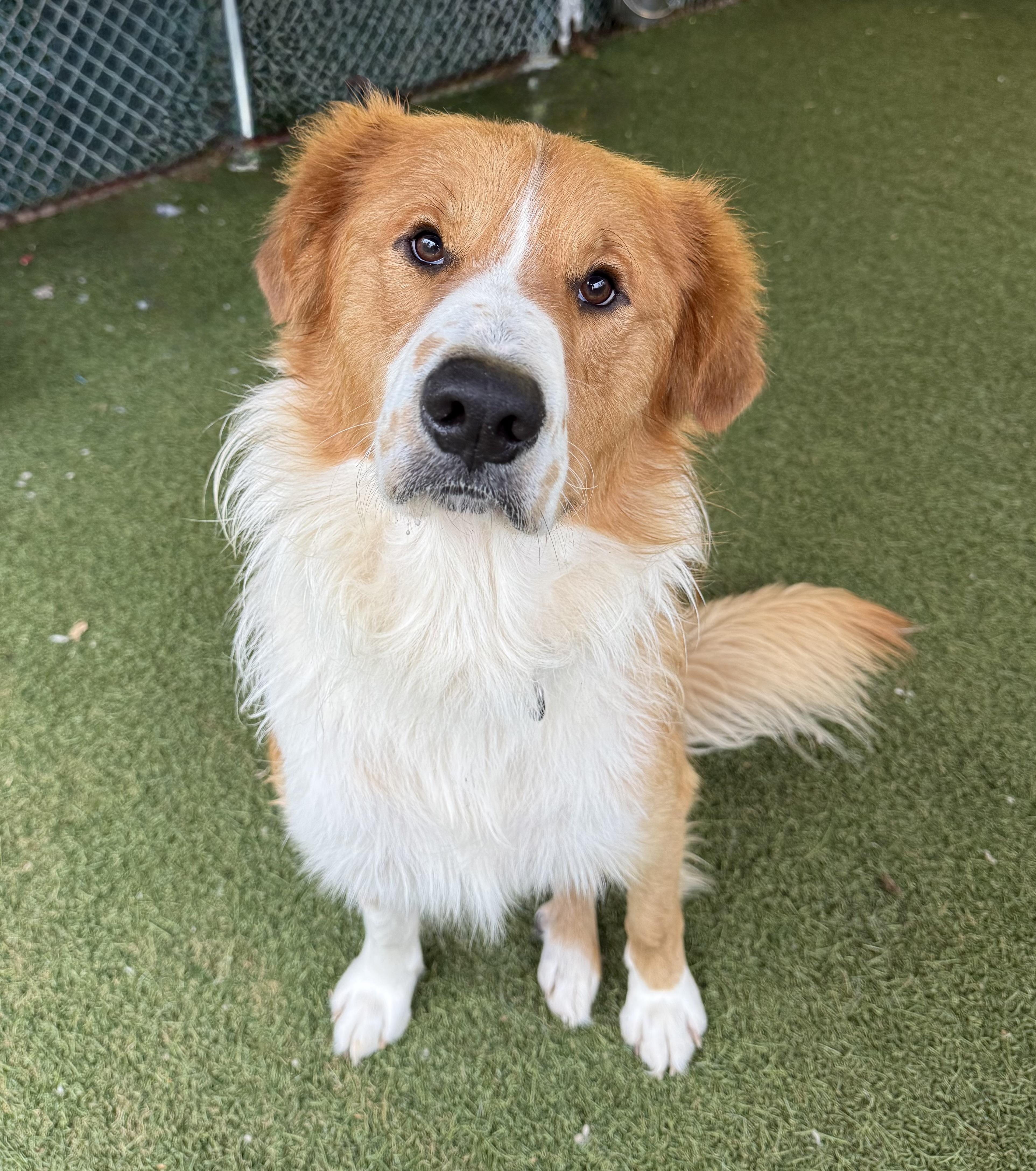 Red, adopted, Adult Male Mixed Breed & Great Pyrenees.