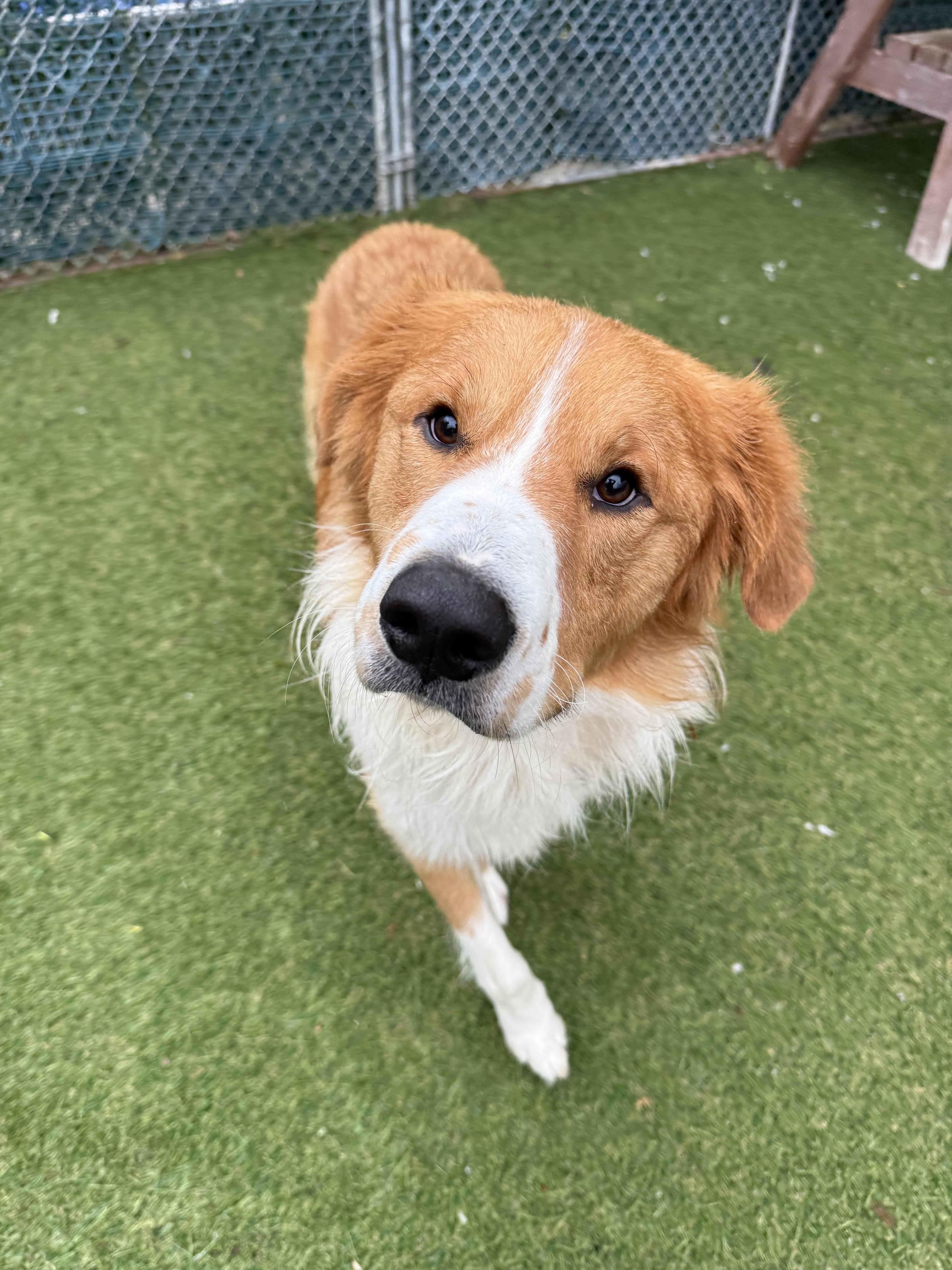 Red, an adopted mixed breed in Sudbury, MA image 3/4