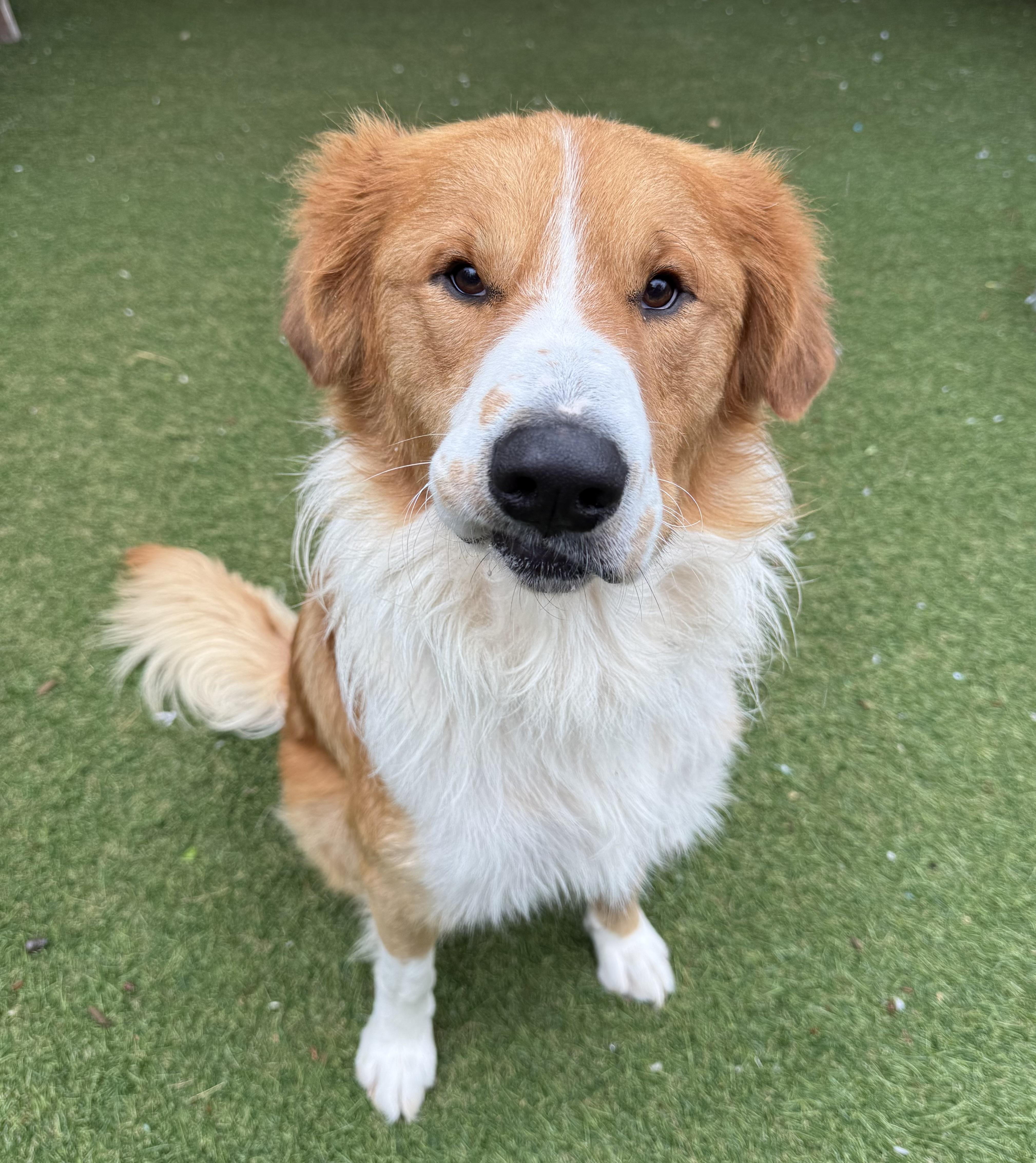 Red, an adopted mixed breed in Sudbury, MA image 4/4