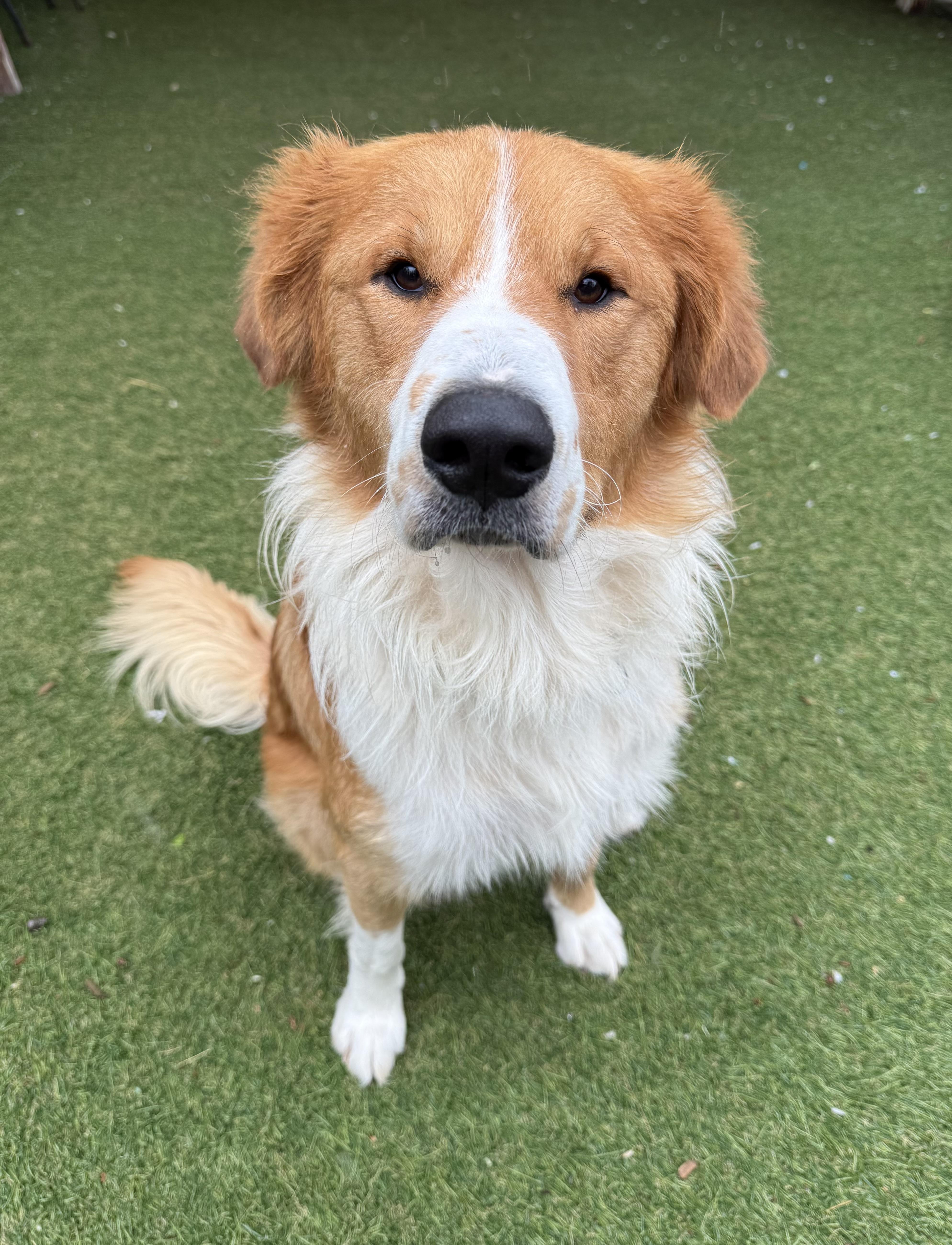 Red, an adopted mixed breed in Sudbury, MA image 2/4