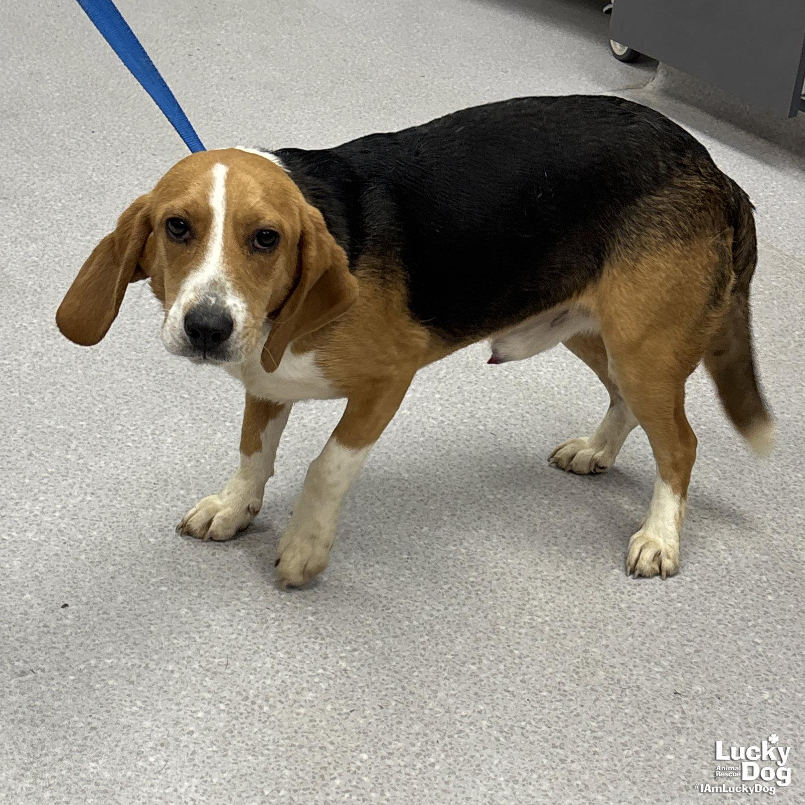Kevin, Adopted, Young Male Beagle.