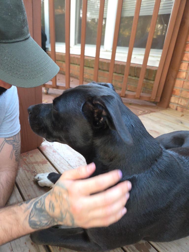 Tuxedo Bully Mix (Courtesy Post), Adoptable, Adult Female Pit Bull Terrier.