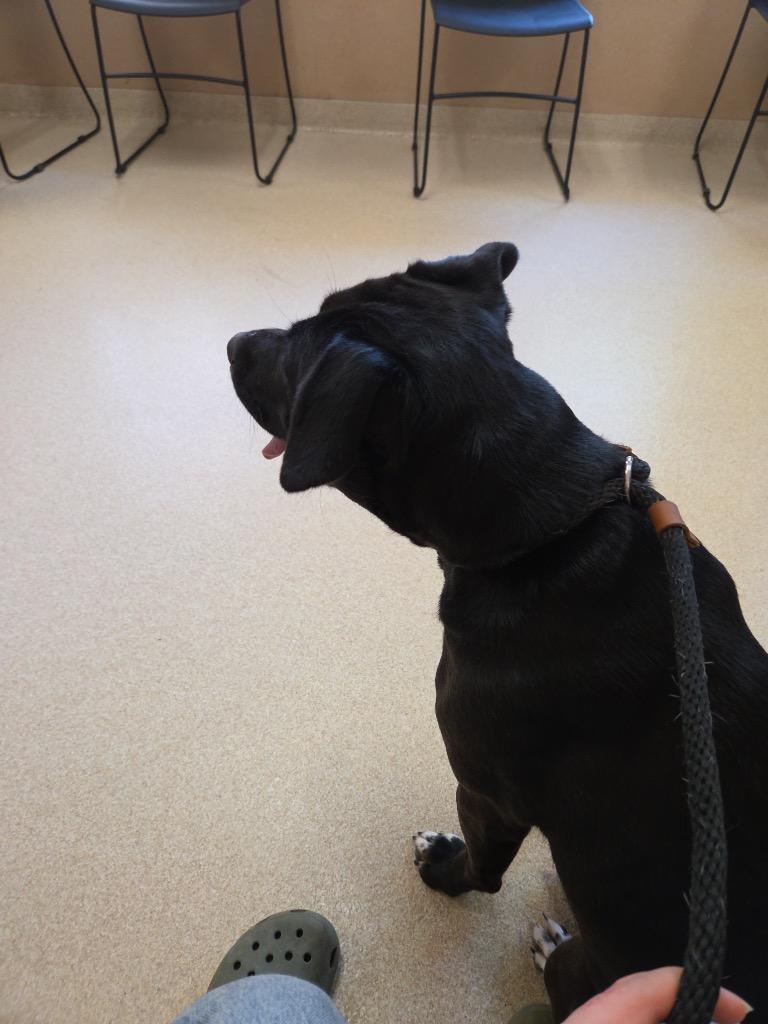 Enlarge Tuxedo Bully Mix (Courtesy Post), a Adoptable Pit Bull Terrier in Rutherfordton, NC image 3/4