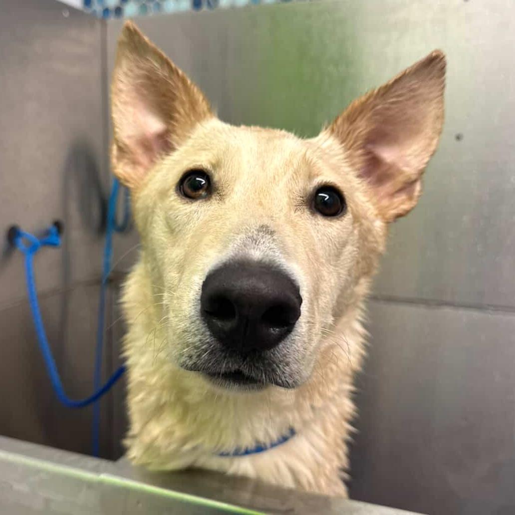 Enlarge Bambi, a Adoptable mixed breed in Brooklyn, NY image 3/6