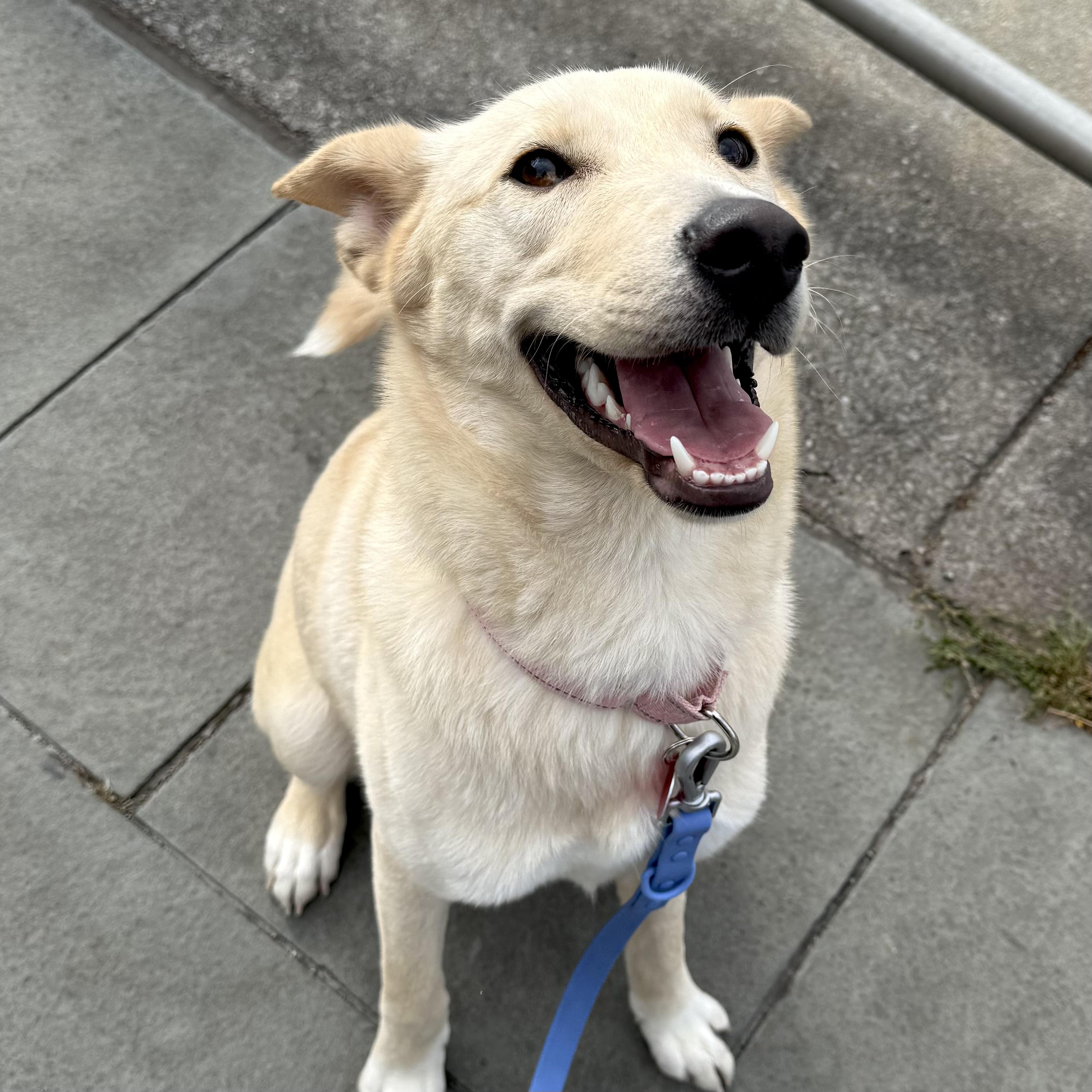 Enlarge Bambi, a Adoptable mixed breed in Brooklyn, NY image 1/6