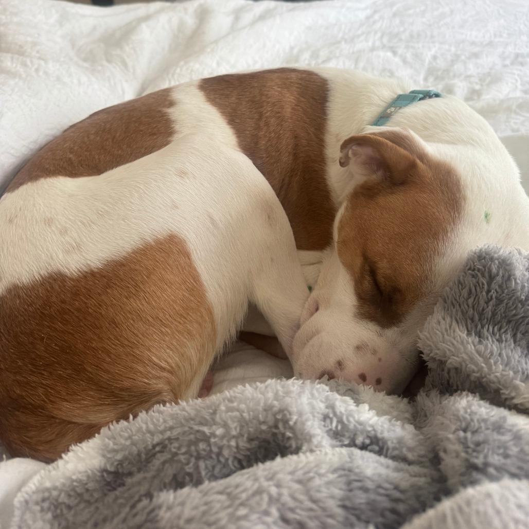 Rocco, Adoptable, Adult Male Mixed Breed.