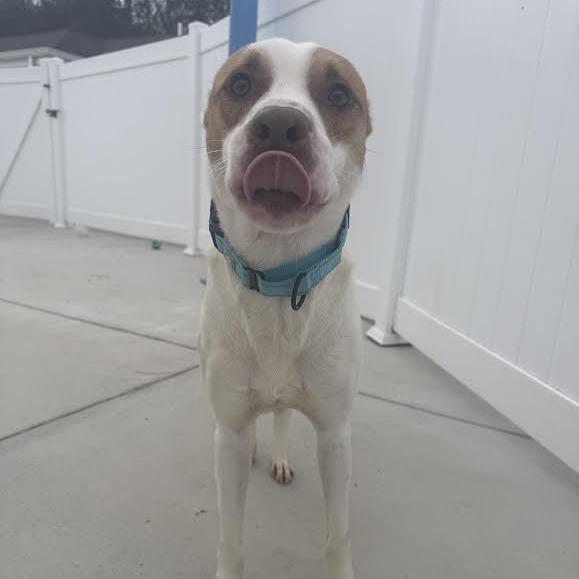 Enlarge Rocco, a Adoptable Mixed Breed in Harrisonburg, VA image 2/6