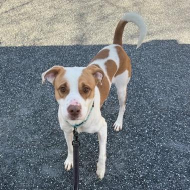 Enlarge Rocco, a Adoptable Mixed Breed in Harrisonburg, VA image 3/6