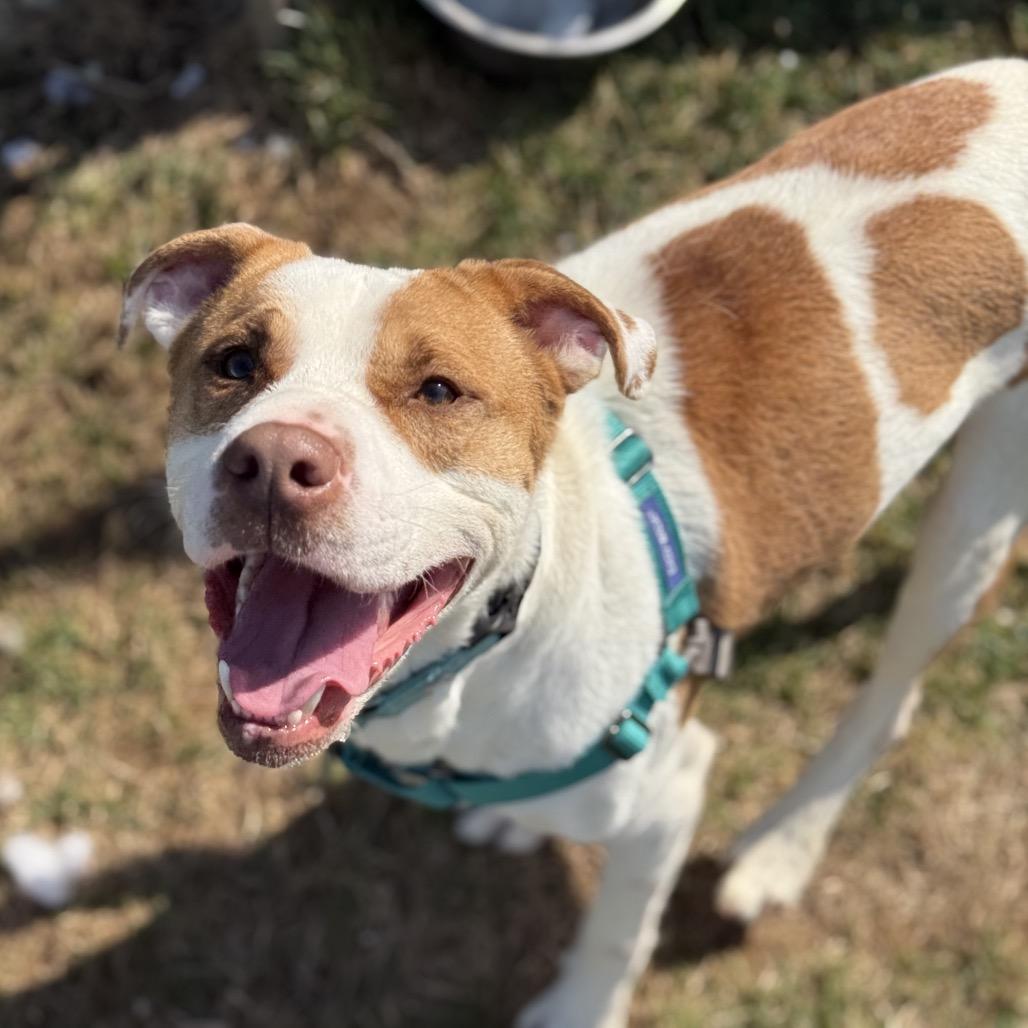 Enlarge Rocco, a Adoptable Mixed Breed in Harrisonburg, VA image 4/6