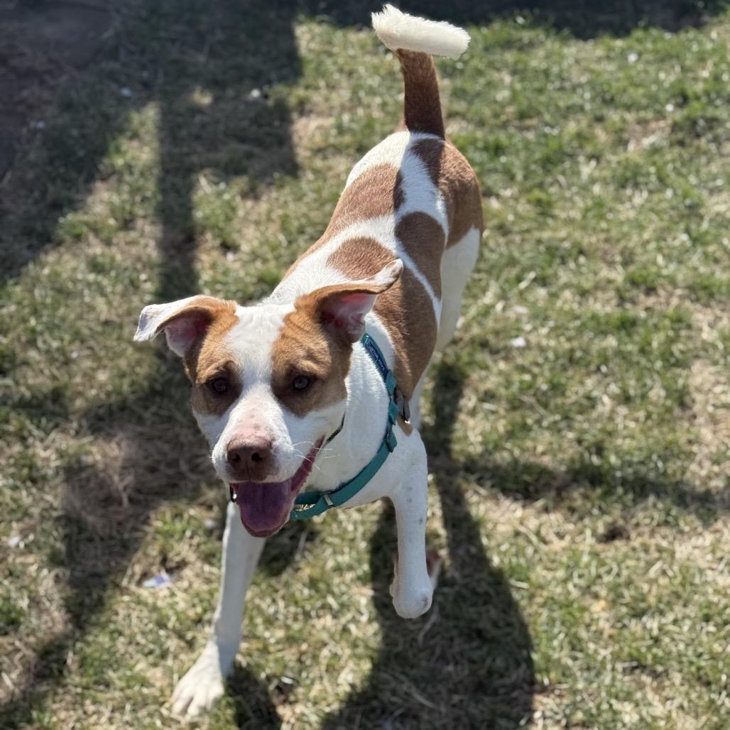 Enlarge Rocco, a Adoptable Mixed Breed in Harrisonburg, VA image 5/6
