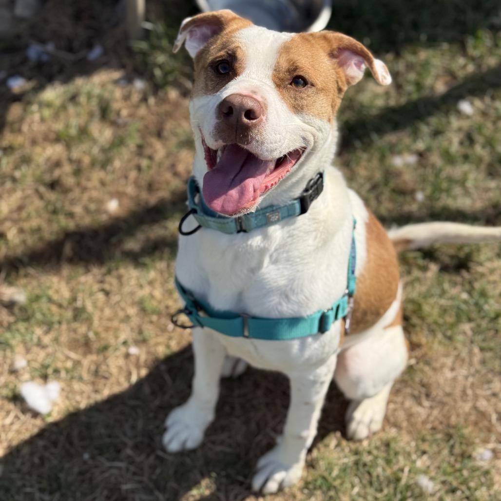 Enlarge Rocco, a Adoptable Mixed Breed in Harrisonburg, VA image 6/6