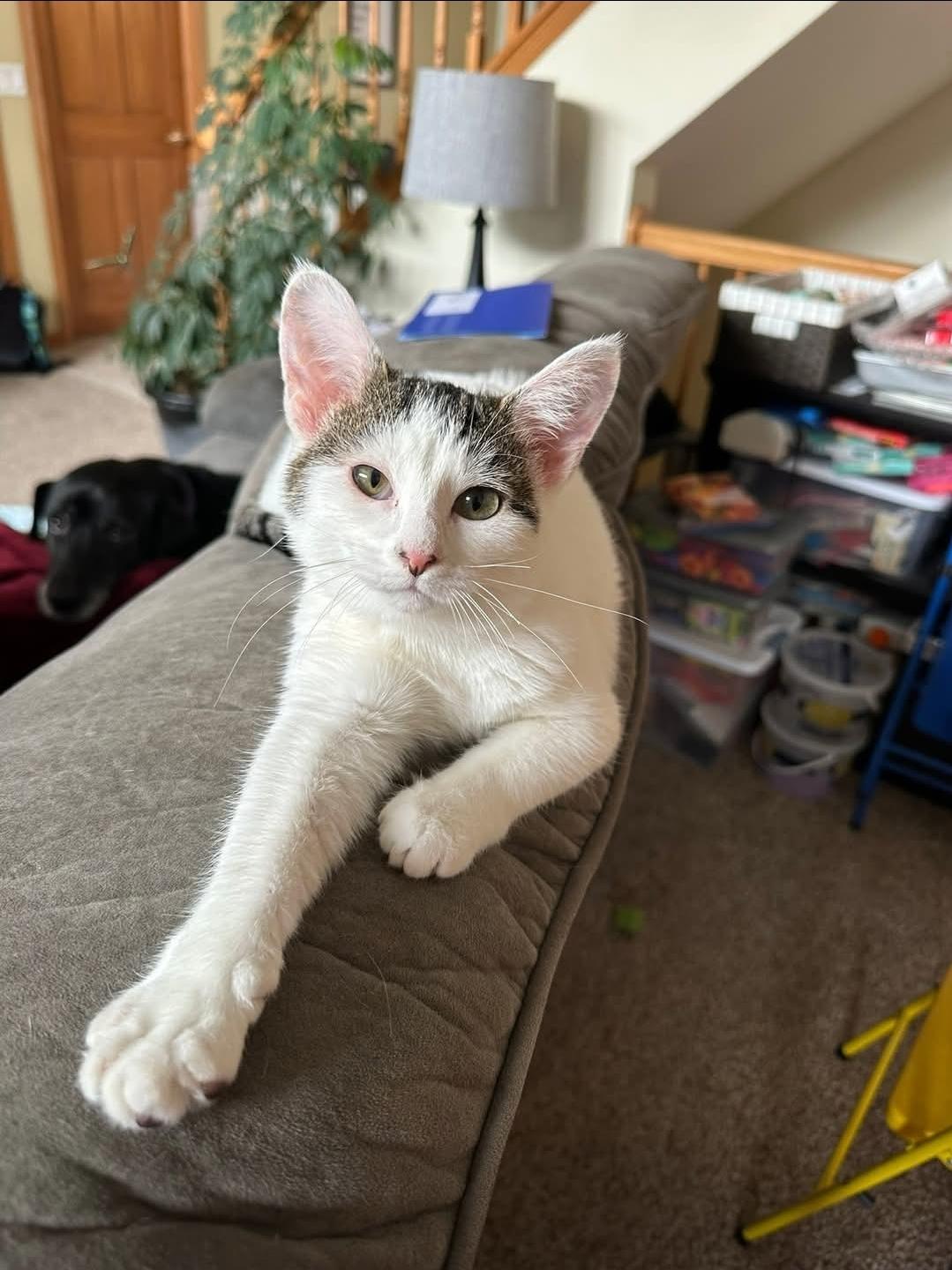 Arley, ADOPTABLE, Kitten Female Domestic Short Hair.