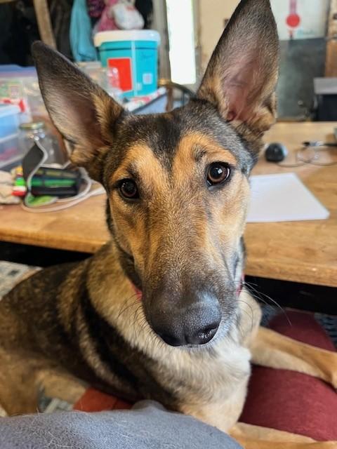 Rosie* — thumbnail 3