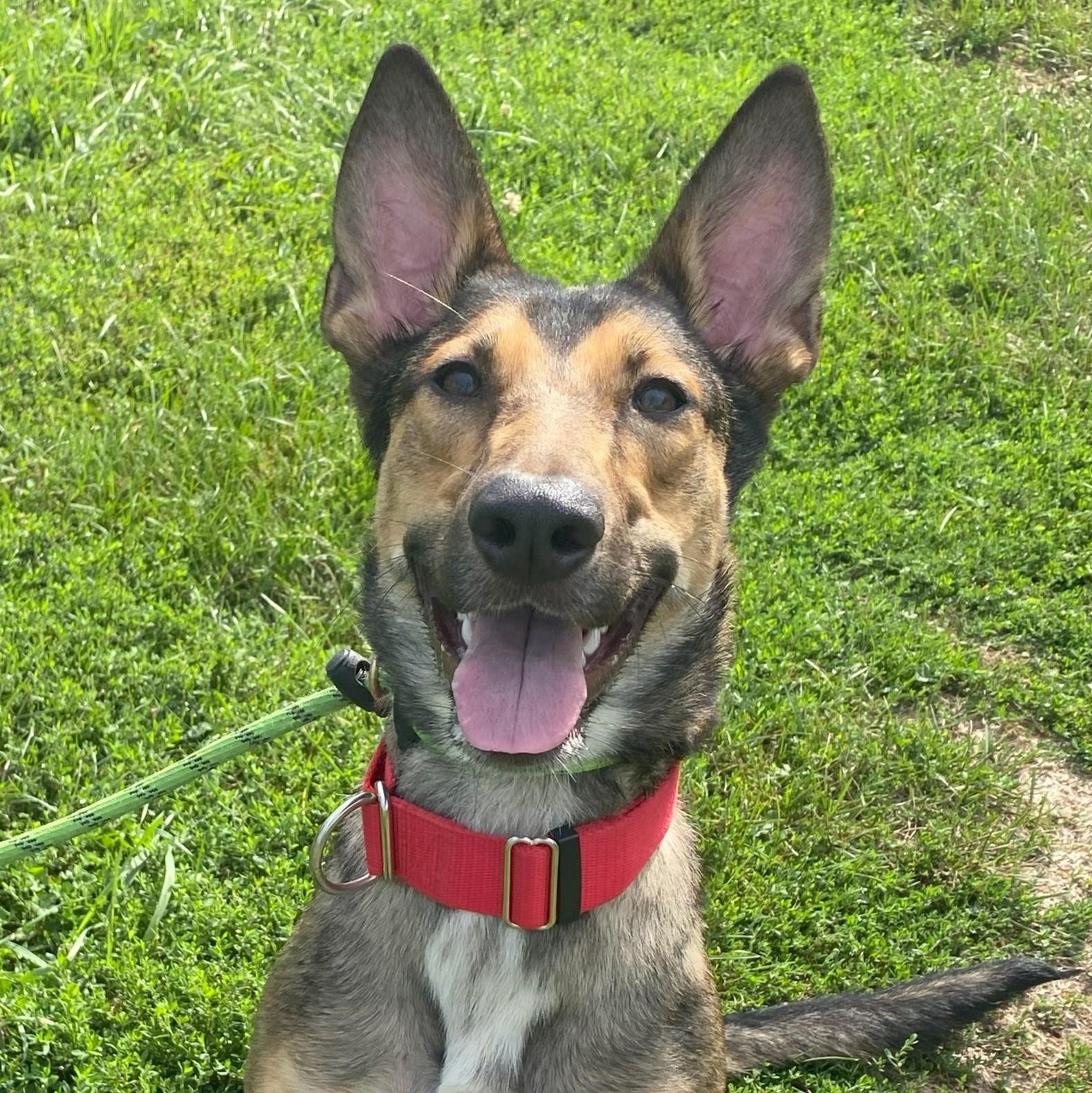 Rosie* — thumbnail 4