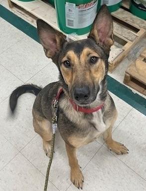 Rosie*, Adoptable, Young Female German Shepherd Dog & Belgian Shepherd / Malinois.