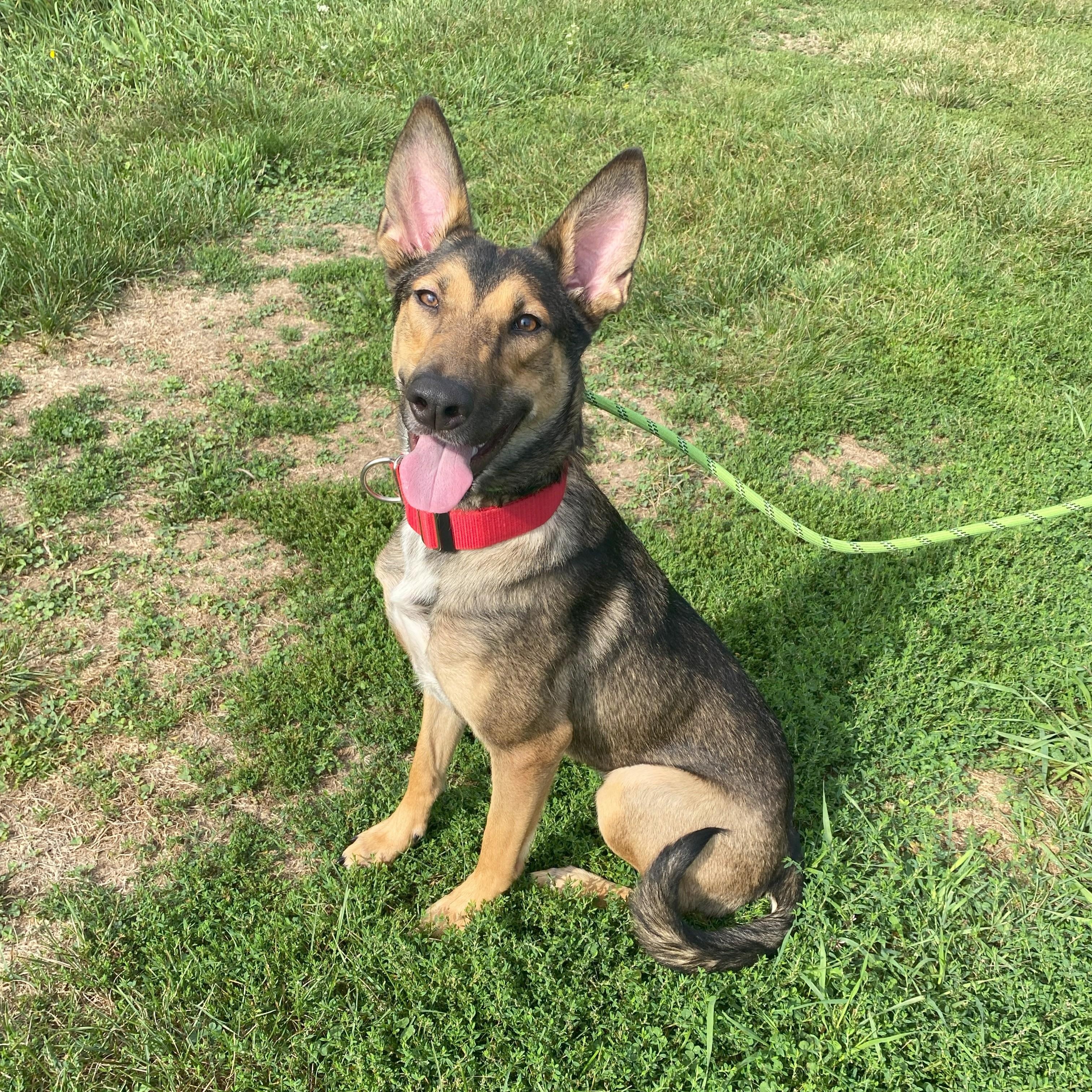 Rosie* — thumbnail 6