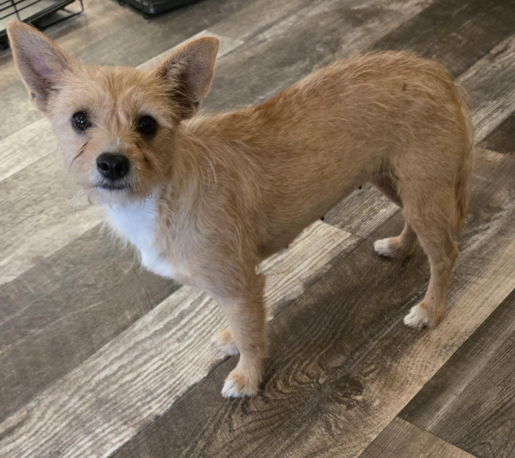 Paisley , adopted, Adult Female Terrier & Yorkshire Terrier.