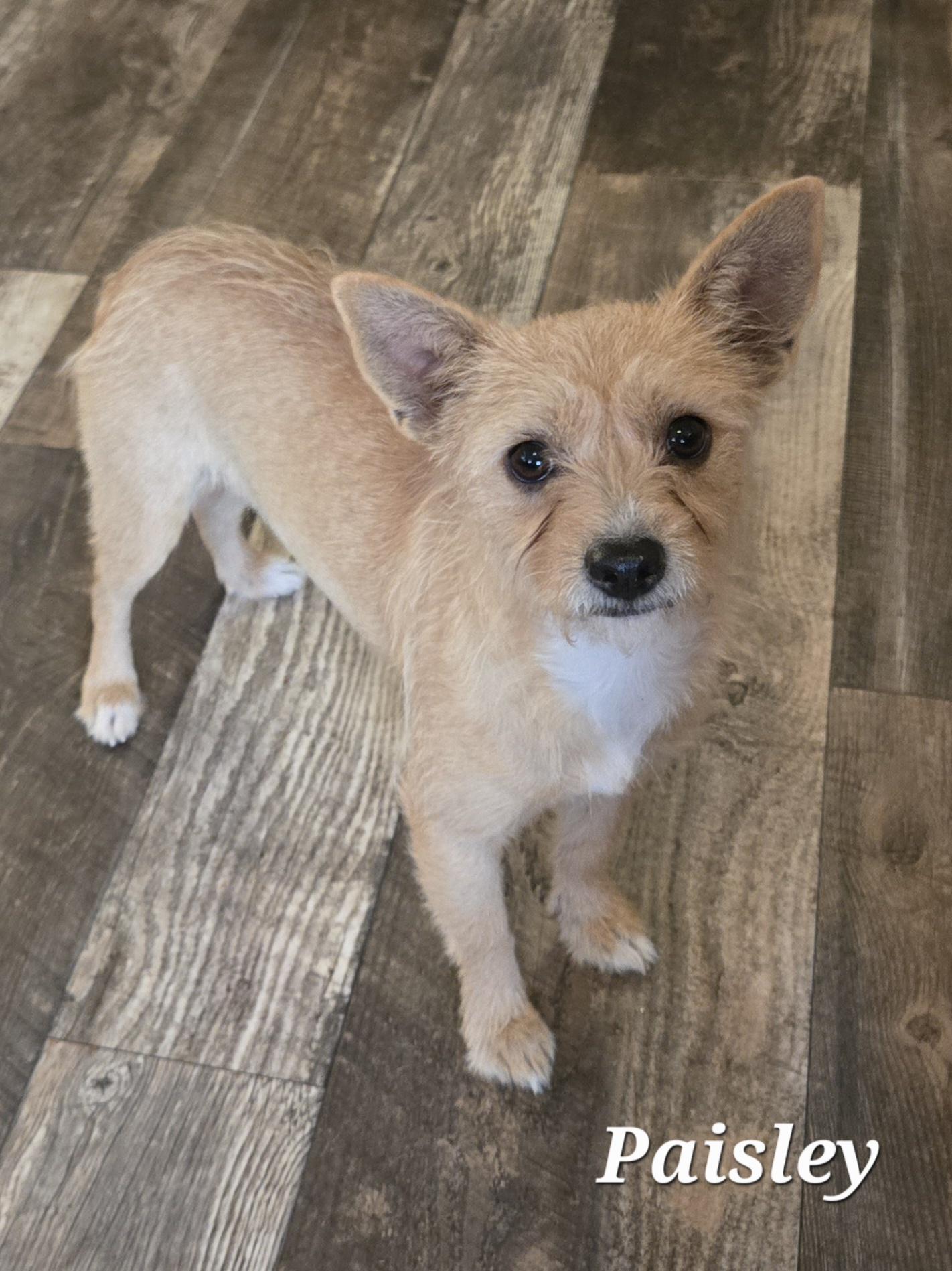 Enlarge Paisley , an adopted mixed breed in Fort Worth, TX image 2/3