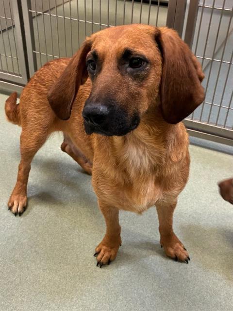 Pasta, Adoptable, Young Female Basset Hound.